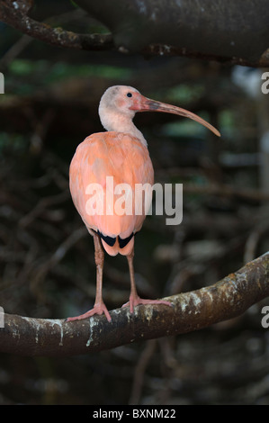 Scarlet Ibis Eudocimus ruber Mondo di Uccelli di Città del Capo Sud Africa captive Foto Stock