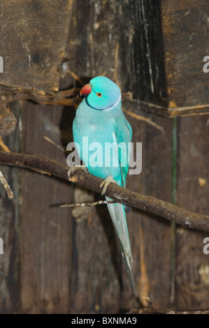 Indian Ringneck Parrocchetto Psittacula krameri manillensis Mondo di Uccelli di Città del Capo Sud Africa captive Foto Stock