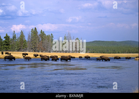 Bison Buffalo mandria attraversare un fiume di fronte a una foresta in autunno Foto Stock