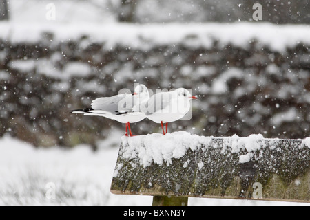 A testa nera gabbiano piumaggio invernale Larus ridibundus Foto Stock