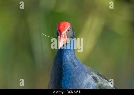 Pukeko adulti (Porphyrio porphyrio) con gambo di erba in bocca. Travis Riserva delle Paludi, Nuova Zelanda Foto Stock
