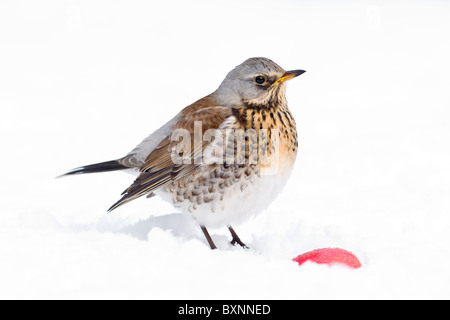 Allodole Cesene Beccacce alimentazione sulle mele nella neve Foto Stock