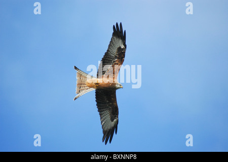 Adulto Nibbio reale (Milvus milvus) battenti. Cardigan Bay, Galles Foto Stock