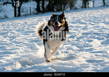 Un cane di pecora in volata sulla neve Foto Stock