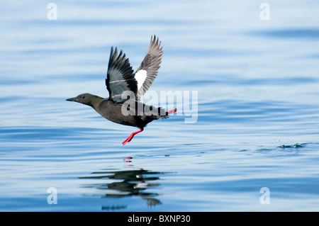 Black guillemot Cepphus grylle Foto Stock