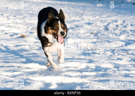 Un cane di pecora in volata sulla neve Foto Stock