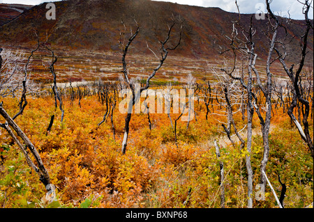 Autunno o i colori dell'autunno - La Sal Mountain Road vicino a Moab Utah USA gli alberi morti e rami mostrano evidenza di un recente incendio di boschi Foto Stock