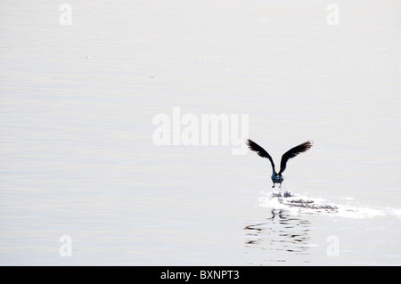 Herring gull Larus argentatus Foto Stock