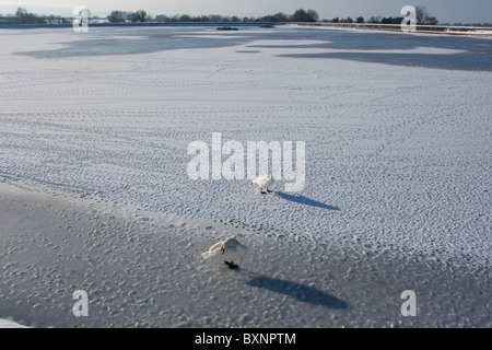 Congelati Tring serbatoi - Buckinghamshire Foto Stock