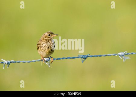 Adulto Meadow Pipit (Anthus pratensis) seduto sul filo spinato. tiree, Scozia Foto Stock