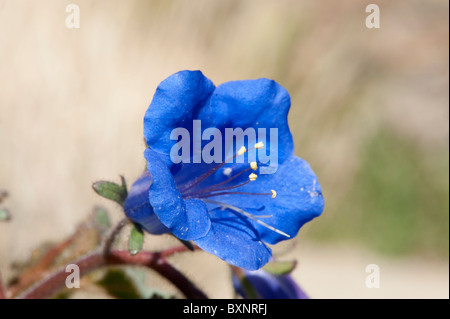 Close-up di un selvaggio Canterbury-bell a Joshua Tree National Park Foto Stock