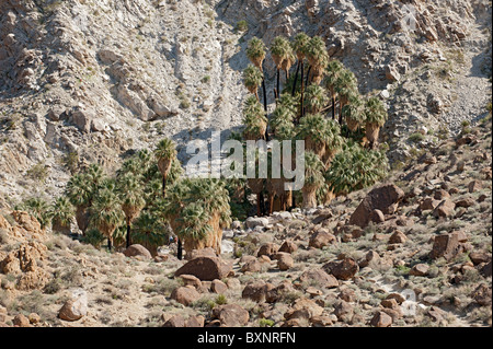 Il Fortynine Palms oasi nel Parco nazionale di Joshua Tree Foto Stock