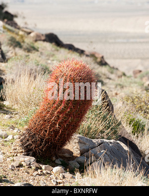 Il California barrel cactus (Ferocactus cylindraceus) è disponibile in rosso e oro varietys. Questa è la varietà rossa. Foto Stock