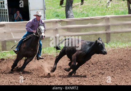 Un cowboy dimostra la sua abilità nel taglio di bestiame al Ebor accampamento annuale progetto di concorrenza nei pressi di Armidale New South Wales Foto Stock