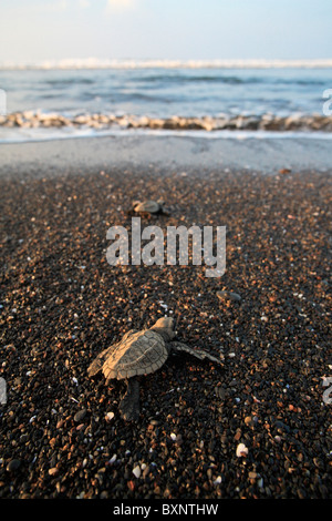 Hatchling Olive Ridley tartarughe crawl all oceano dopo emergente dal nido. Foto Stock