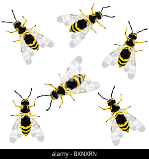 Wasp Foto Stock