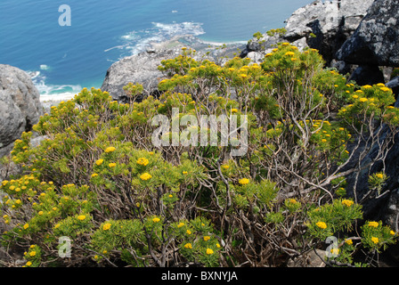 La flora di Table Mountain e Cape Town, Sud Africa Foto Stock