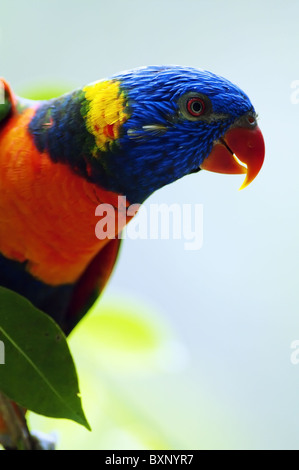 Rainbow Lorikeet Foto Stock