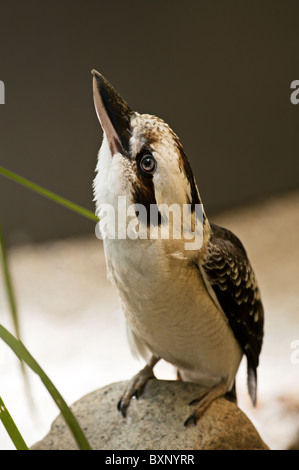 Kookaburra Foto Stock