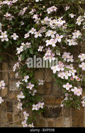 La clematide montana di crescita della pianta sulla parete nella pergola Hill Garden, Hampstead, Londra Foto Stock