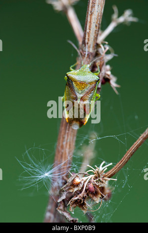 Protezione di betulla-bug (Elasmostethus interstinctus) Foto Stock