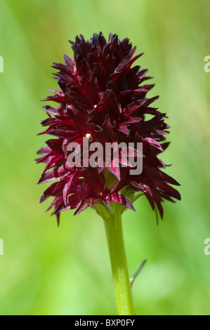 Black Vanilla Orchid (Nigritella rhellicani (nigra)) Foto Stock