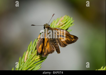 Grande Skipper butterfly (Ochlodes sylvanus) Foto Stock