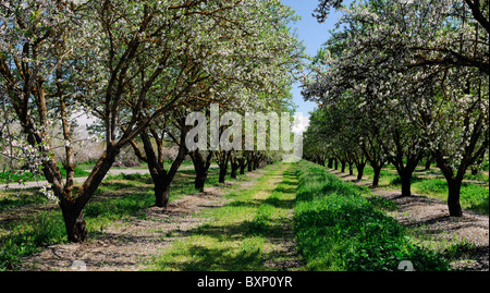 California Central Valley mandorla frutteti Lathrop primavera tree flower bloom blossom commerce operazione commerciale Foto Stock