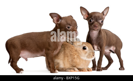 Due cuccioli di chihuahua e un coniglio, dieci settimane vecchio, di fronte a uno sfondo bianco Foto Stock