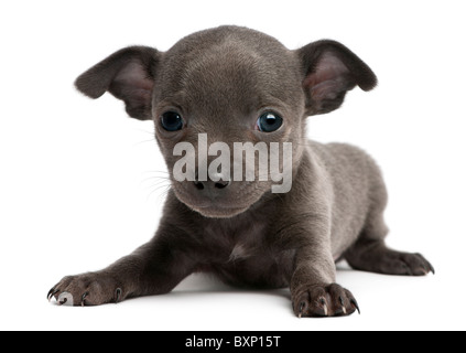 Chihuahua cucciolo, 6 settimane di età, disteso di fronte a uno sfondo bianco Foto Stock