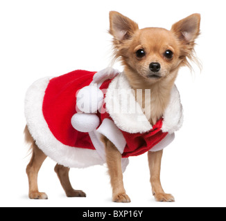 Chihuahua indossando Santa outfit, 18 mesi di età, di fronte a uno sfondo bianco Foto Stock