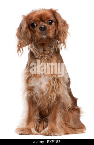 Cavalier King Charles Spaniel, 18 mesi di età, seduto di fronte a uno sfondo bianco Foto Stock