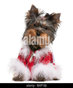 Yorkshire Terrier cucciolo indossando Santa outfit, 4 mesi di età, di fronte a uno sfondo bianco Foto Stock