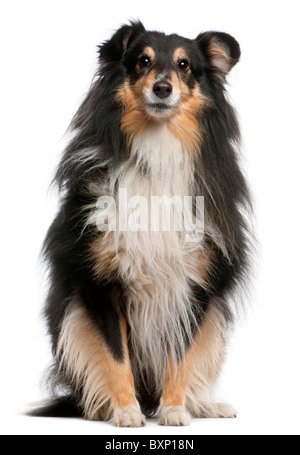 Sheepdog Shetland, 7 anni, seduto di fronte a uno sfondo bianco Foto Stock