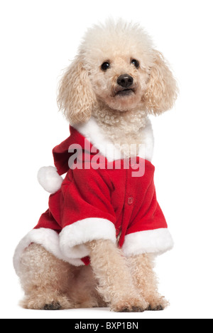 Barboncino indossando Santa outfit, 8 anni, di fronte a uno sfondo bianco Foto Stock