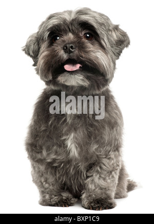 Shih Tzu, 3 anni, seduto di fronte a uno sfondo bianco Foto Stock