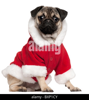 Pug cucciolo indossando Santa outfit, 6 mesi di età, seduto di fronte a uno sfondo bianco Foto Stock