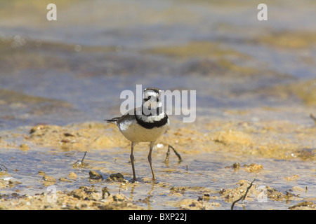 Killdeer Charadrius vociferus Foto Stock