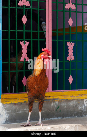 Indian galletto al di fuori del tempio in un villaggio in India Foto Stock