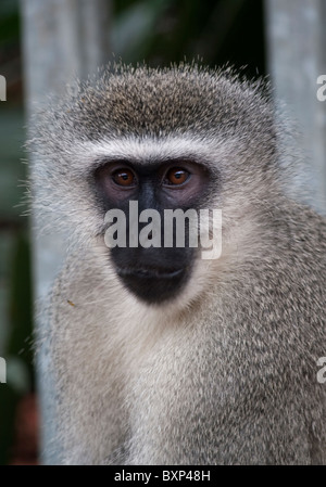 Maschio di scimmia Vervet (Chlorocebus pygerythrus) a Durban, KwaZulu-Natal Foto Stock