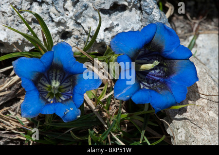 La Clusius genziana (Gentiana clusii) Foto Stock