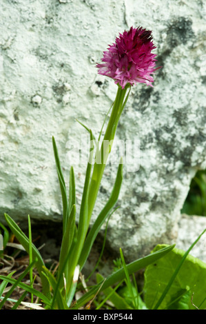 Black Vanilla Orchid (Nigritella rhellicani (nigra)) Foto Stock