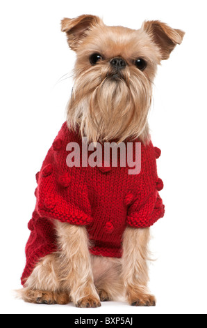 Griffon Bruxellois che indossa un maglione rosso, 3 anni e mezzo, di fronte a uno sfondo bianco Foto Stock