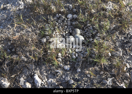 Killdeer Charadrius vociferus sito nido con uova alla penisola di Zapata, Repubblica di Cuba in aprile. Foto Stock