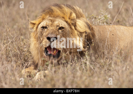 Foto di stock di un maschio di leone posa in erbe indurito e ruggente Foto Stock