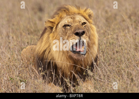 Foto di stock di un maschio di leone posa in erbe indurito e ruggente Foto Stock