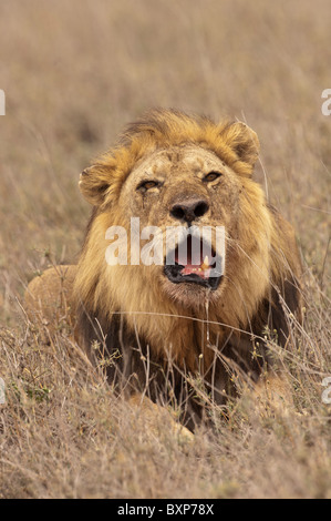 Foto di stock di un maschio di leone posa in erbe indurito e ruggente Foto Stock