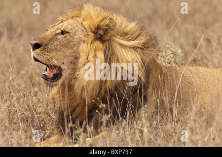 Foto di stock di un maschio di leone posa in erbe indurito e ruggente Foto Stock