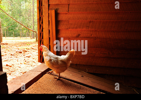 Una gabbia di pollo libero a camminare verso la zona di alimentazione. Foto Stock