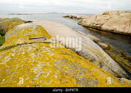 Lichene arancione copre in granito rosa su una piccola isola sulla costa occidentale della Svezia, Bohuslan, Svezia Foto Stock